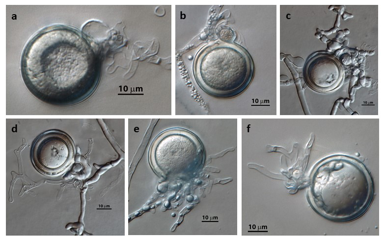   Phytophthora pseudosyringae  (ex-type CPHST BL 51G) sexual phase: gametangia with plerotic or slightly aplerotic oospores (andash;f), paragynous antheridia (a, b), and with knotted hyphae (cndash;f); photos by Vickie Brewster, USDA-APHIS-PPQ. 
